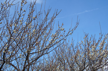 梅の花と青空