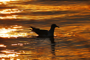 High Angle View Of Seagull Swimming On Lake During Sunset