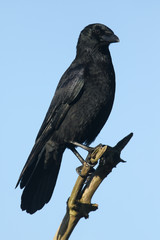 A stunning Carrion Crow (Corvus corone) perched in a branch high in a tree.