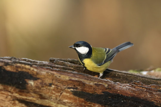 A pretty Great Tit (Parus major) perched on a tree stump.