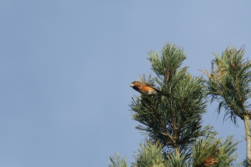 A stunning rare male Parrot Crossbill (Loxia pytyopstittacus) perched at the top of a fir tree in winter. It has been feeding on the pine cones.