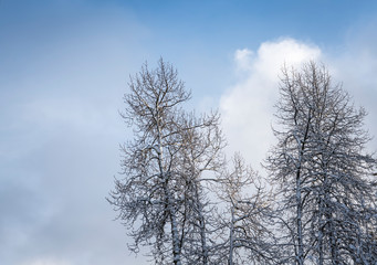 Cottonwood trees in winter