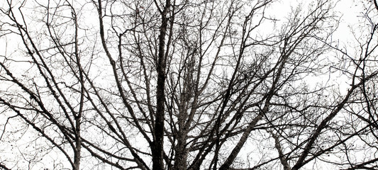 Obraz premium texture of dead or dry tree branch on white