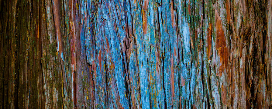 thuja tree bark in detail, texture in nature