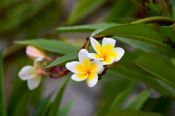 Plumeria flowers are in bloom In the garden, beautiful, natural background