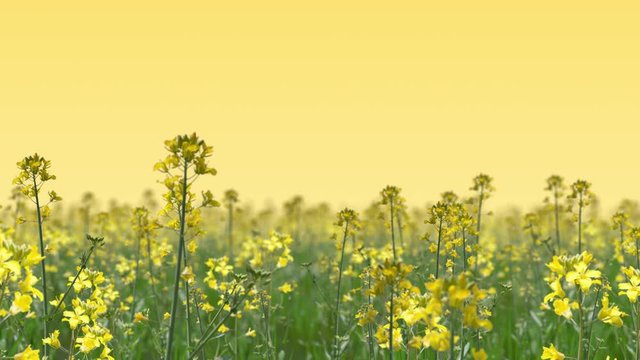 菜の花_正面ループ_黄色