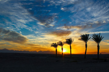 Obraz na płótnie Canvas Tropical sunset and palm trees silhouettes.