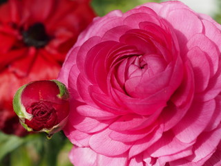 赤い花のアップ写真。