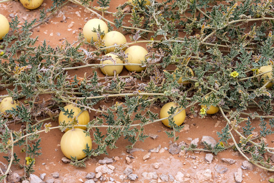 Wild desert gourd or colocynth (Citrullus colocynthis) in the desert of Saudi Arabia
