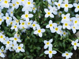 薄青の小さな花。