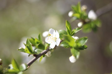 Blooming cherry branches against the blue sky on a sunny day