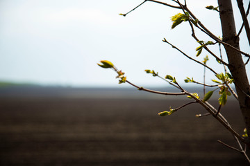 Spring in the central floor of Russia.