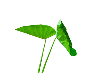 Beautiful tropical green colocasia esculenta leaf isolated on white background for design elements, summer background