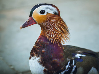 Mandarin duck