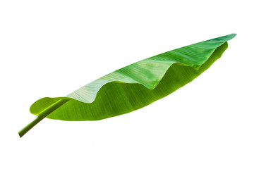 Beautiful green banana leaf isolated on white background for design elements, tropical leaf, summer background