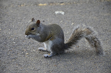 grey squirrel eating on the road