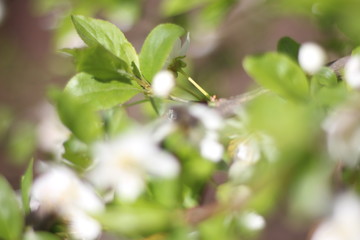 Blooming cherry branches against the blue sky on a sunny day