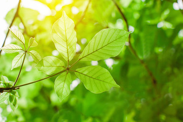 Fototapeta na wymiar closeup nature view of green leaf on blurred background and sunlight, fresh wallpaper concept