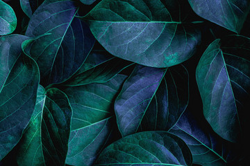 Obraz premium closeup nature view of green leaf in garden, dark wallpaper concept, nature background, tropical leaf