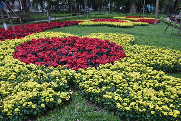 Poinsettias and Apricot Blossoms Planted in Flower Patterns for Tet, Hanoi, Vietnam
