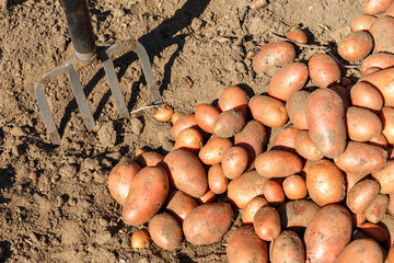 Kartoffelernte im Nutzgarten, Grabgabel
