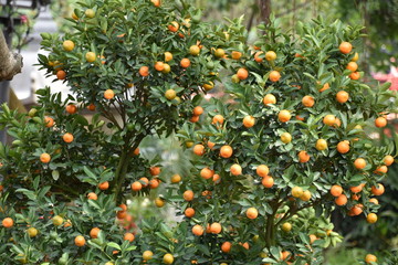 Ripe Kumquat Tree for Vietnamese Tet Holiday