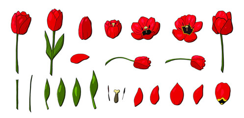 red tulips set vector that consists of tulip elements. Construct your own tulips or tulip wreath. Elements for constucting easter cards