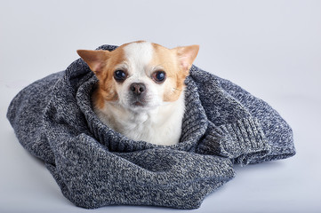 Chihuahua dog breed in a blue sweater on a white background