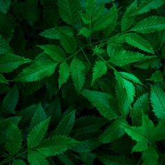 Fototapeta na wymiar closeup nature view of green leaf in garden, dark wallpaper concept, nature background, tropical leaf