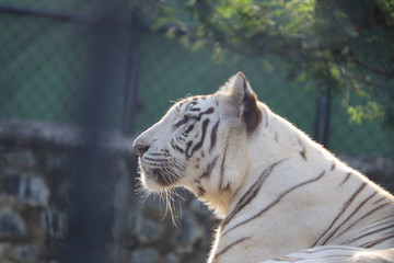 White Tiger in 2020 sunday