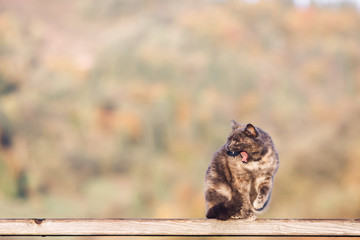 aggressive cat in autumn basks in sun outdoors.