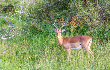 A single impala ram isolated in the African bush image with copy space in horizontal format