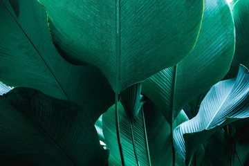 abstract green leaf texture, nature background, tropical leaf