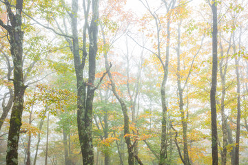 濃霧の中の樹木