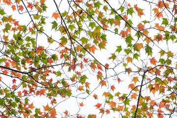 小峰楓の紅葉