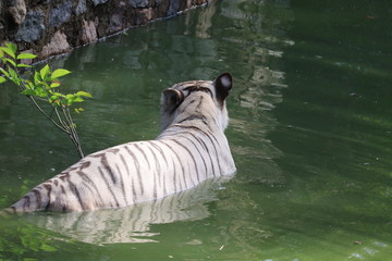 Fototapeta na wymiar water in tiger
