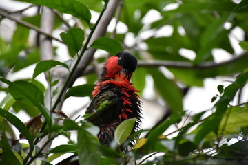 rainbow lorikeet
