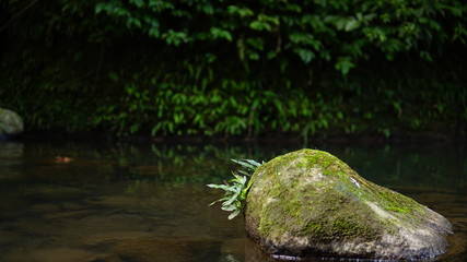 A stone with green moss and fern on the peaceful stream.