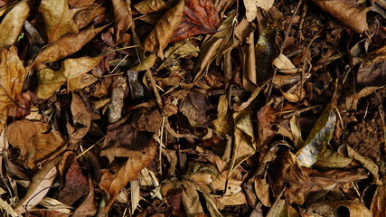 Brown dead leaves on the ground.