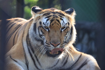 White close up[ of Tiger