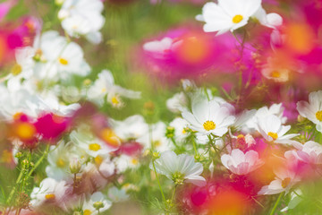 色とりどりの秋桜