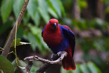 rainbow lorikeet