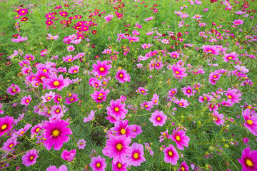 満開のコスモス畑