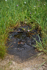 Industrial oil pollution on the surface of the soil is an environmental catastrophe.