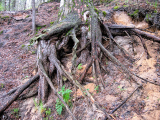 Fototapeta premium Old twisted ugly dry tree with a beautiful sunny day in Russia