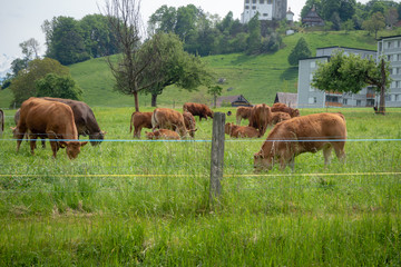 Brown cows eating grass in field , background, copy space