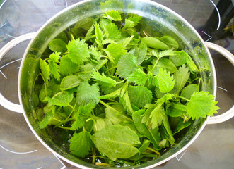 New stinging nettles and sorrel leaves. A close up of foraged freshly picked green wild growing edible stinging nettles and sorrel leaves with water drops in a metal colander.