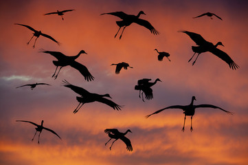 Sandhill Cranes Landing in the Sunset