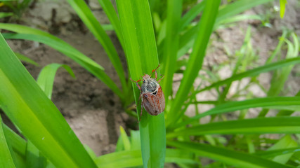Chafer beetle on a green leaf