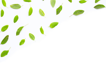 Fresh holy basil  leaves on white background.